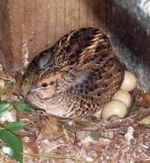 How many eggs does a quail lay?